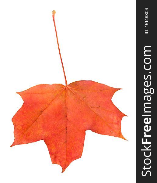 Fallen red maple leaf, isolated on white. Fallen red maple leaf, isolated on white