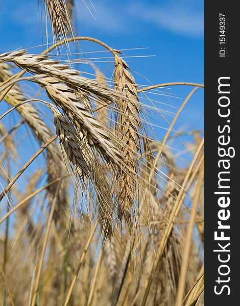 Close-up ripe rye ears against a blue sky background