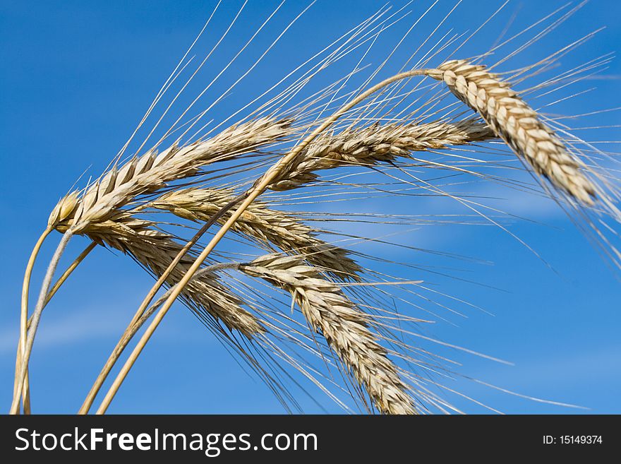 Close-up ripe rye ears against a blue sky background