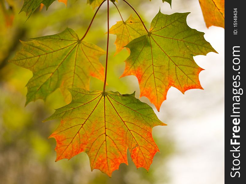 Close-up three maple leaves in autumn