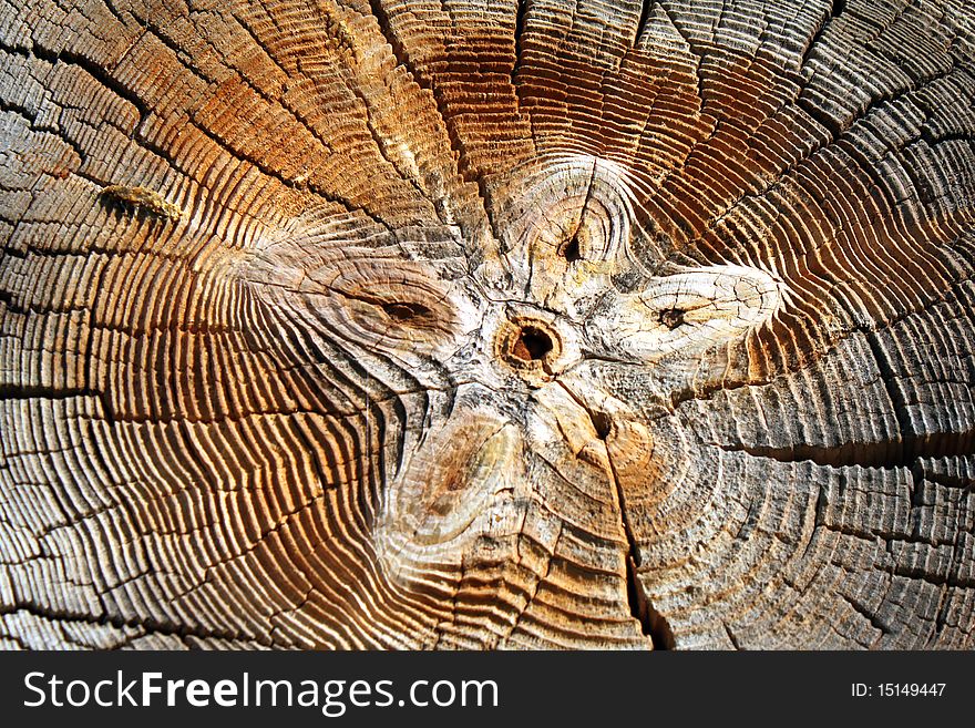 Butt-end of old log. Cracks of time. Butt-end of old log. Cracks of time