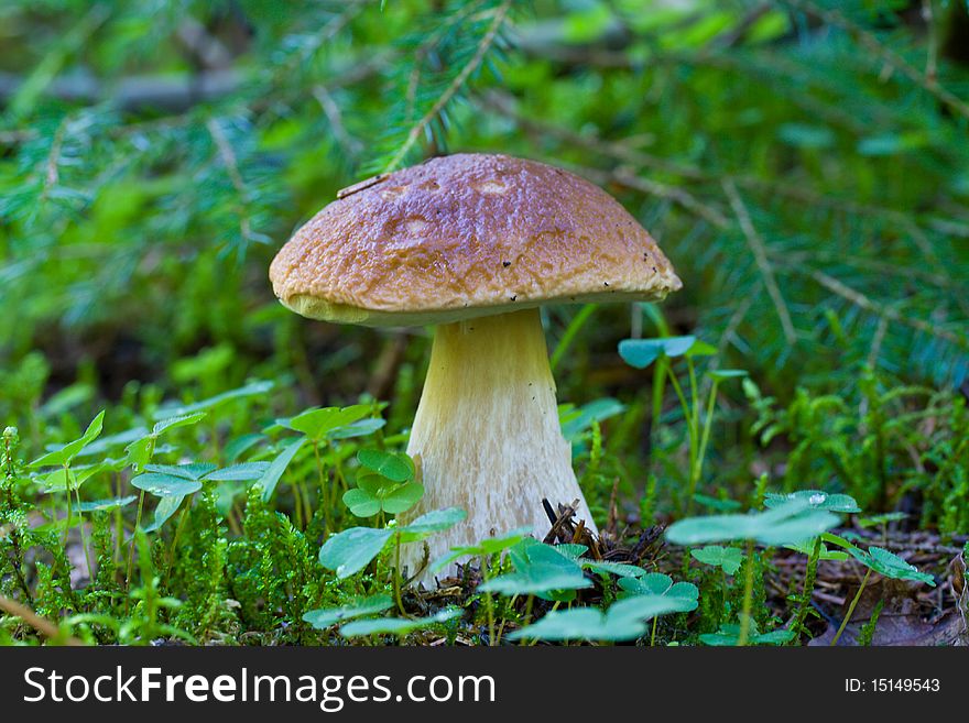 Wild Mushroom In Forest