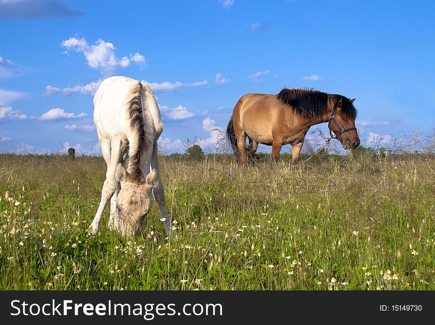 Horses graze in the open.