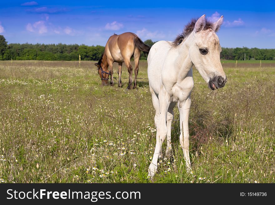 Horses graze in the open.