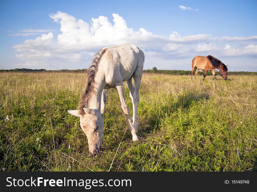 Horses graze in the open.