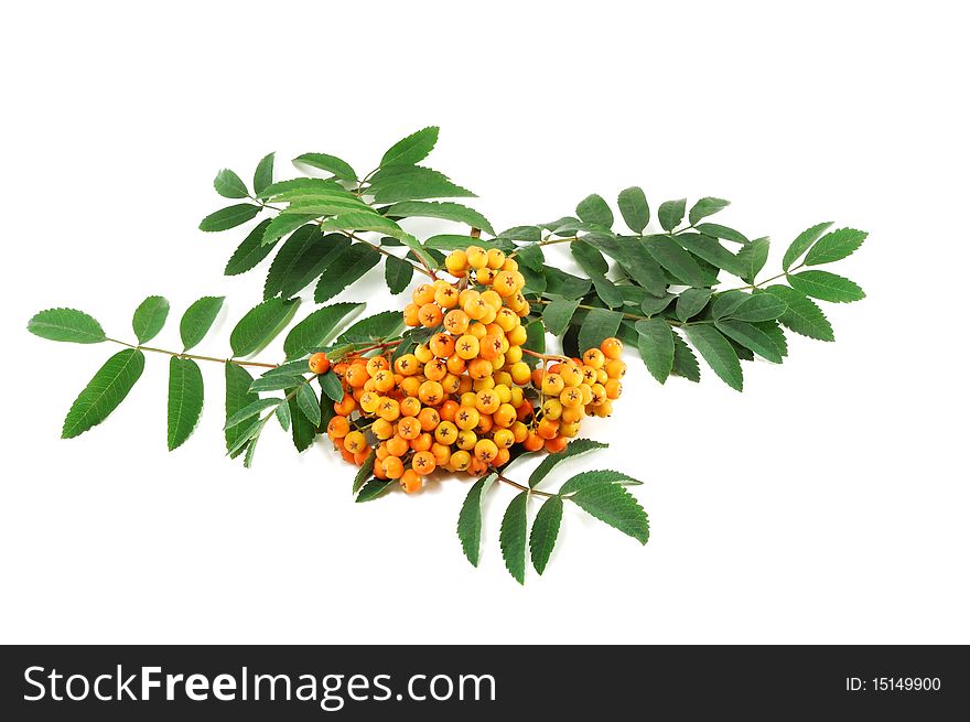 The mountain ash branch is isolated on a white background