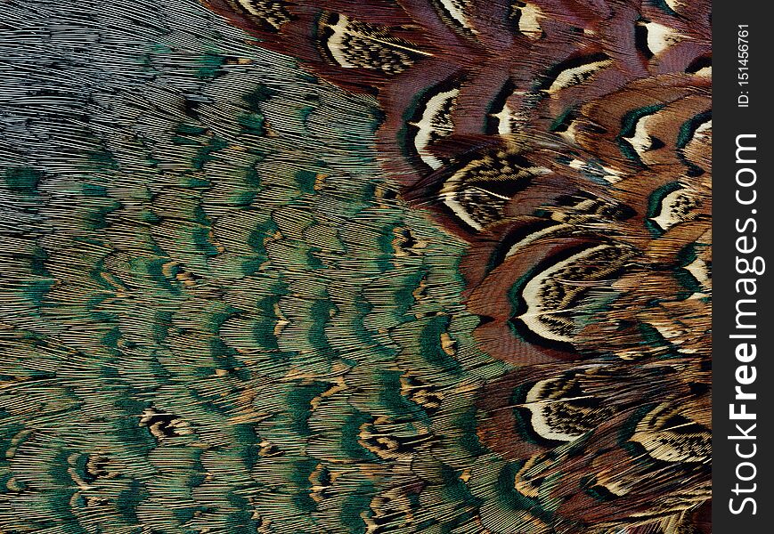 Closeup abstract background image of colorful ring-necked pheasant feathers. Closeup abstract background image of colorful ring-necked pheasant feathers