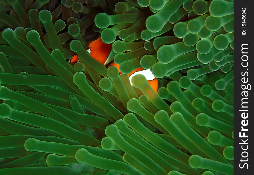 Closeup and macro shot of the Western Clownfish or Anemonefish during a  leisure dive in Barracuda Point, Sipadan Island. Semporna, Tawau. Sabah. Malaysia, Borneo. Closeup and macro shot of the Western Clownfish or Anemonefish during a  leisure dive in Barracuda Point, Sipadan Island. Semporna, Tawau. Sabah. Malaysia, Borneo.