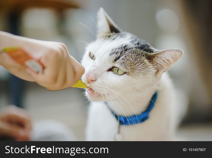 Small cat eating instant food from human hand , in soft focus