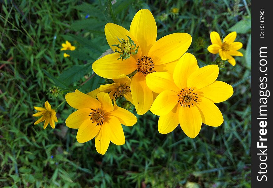 Yellow flowers with green grass. Yellow flowers with green grass