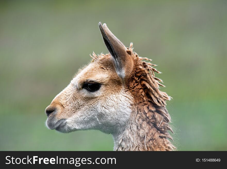 Vicuna Vicugna vicugna one of the two wild animals in the camel family in Peru