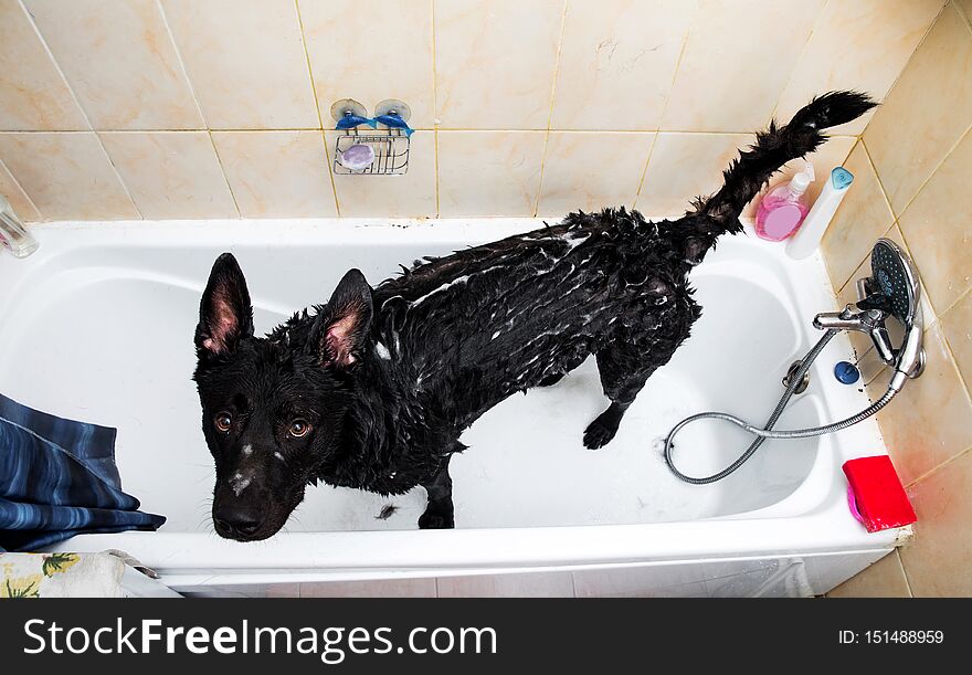 Bathing of big charismatic black mongrel dog. Grooming dog, taking a bubble bath and looking at camera. Bathing of big charismatic black mongrel dog. Grooming dog, taking a bubble bath and looking at camera