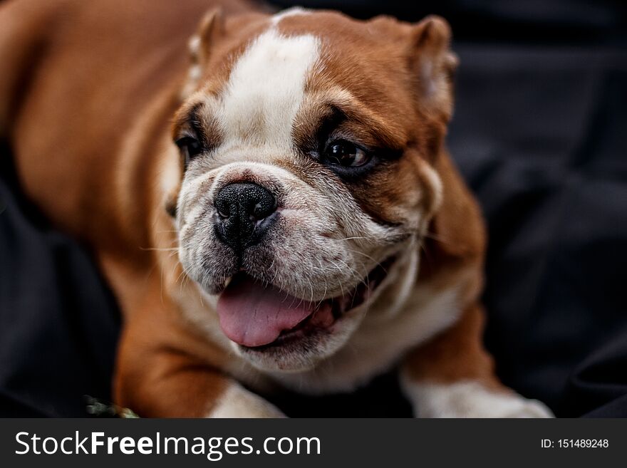 Bulldog Puppy. Cute Pets.