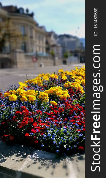 Coloured flowers disposal with Alimetarium in a nice bokeh  as background.
photo took in Vevey Switzerland