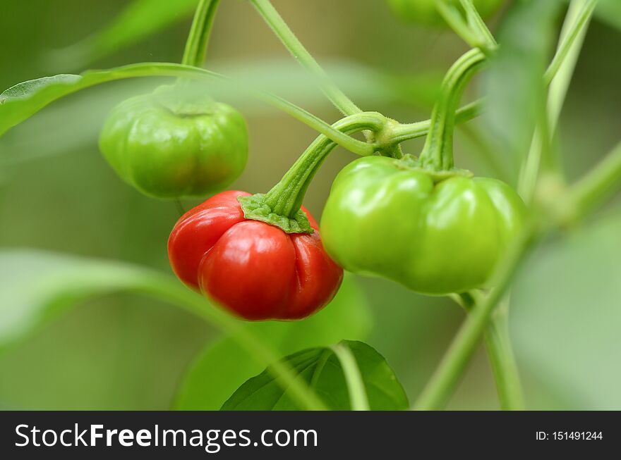 Organic red and green pumpkin pepper on natural green background. Organic red and green pumpkin pepper on natural green background