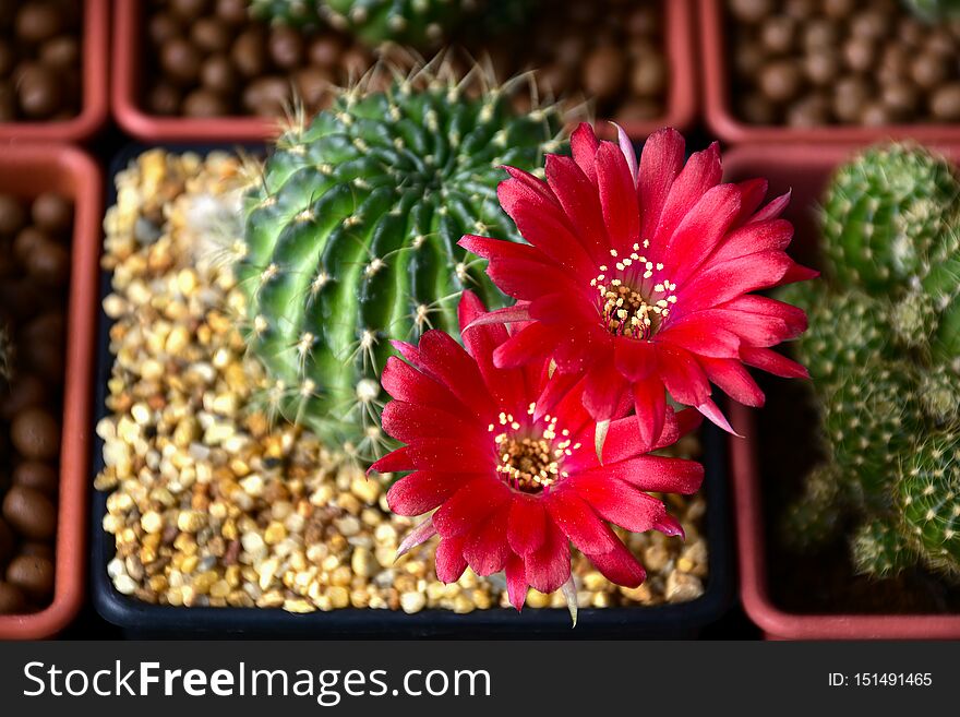 Pot of Red flowers of Lobivia spp. in cactus garden