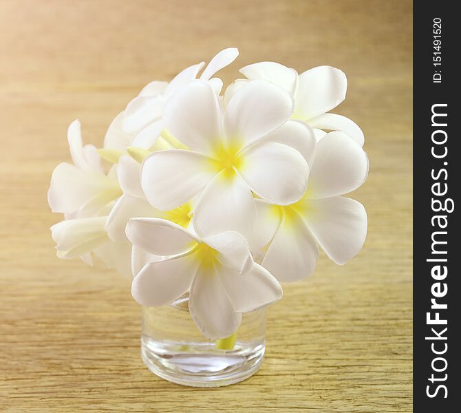 White Frangipani flowers with warm light tone