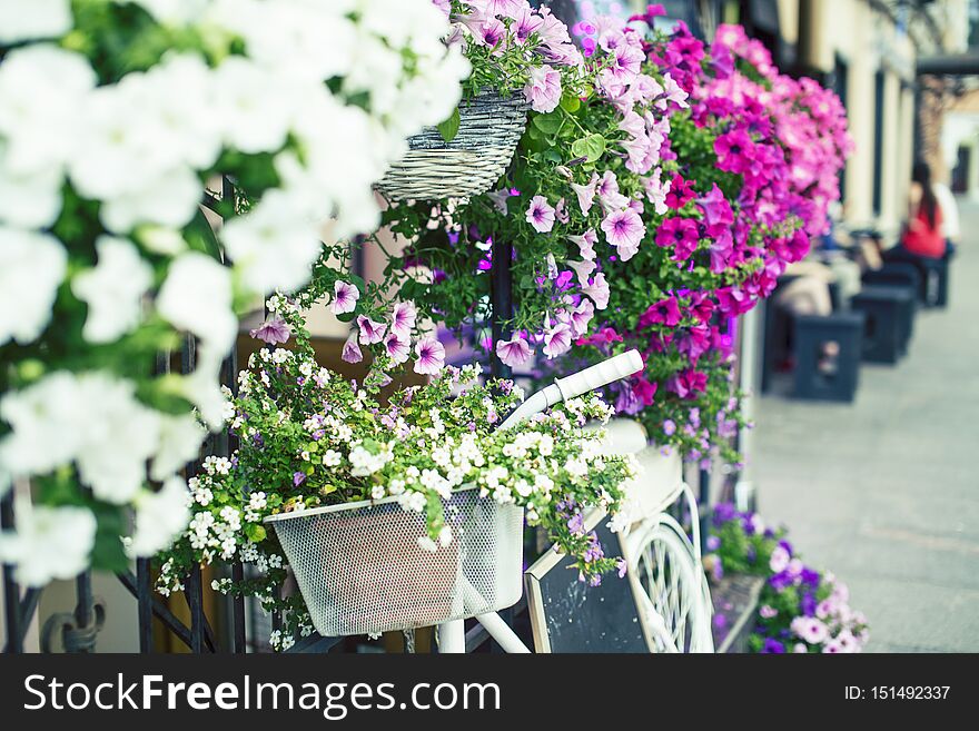 Flower In Basket Of Vintage Bicycle On Vintage Wooden House Wall, Summer Concept