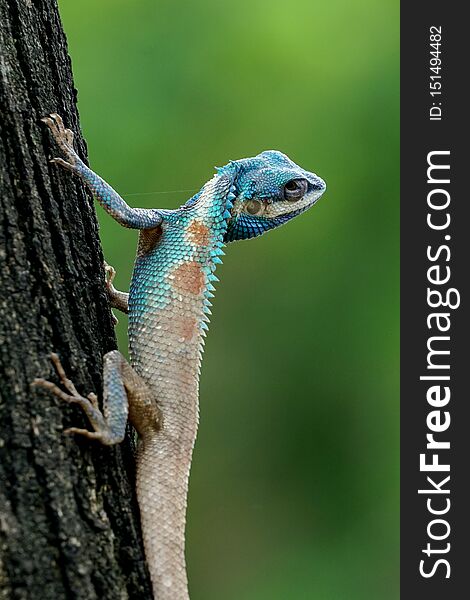 ฺBlue-crested lizard climbing a tree and turning its head to look at something, alerted. ฺBlue-crested lizard climbing a tree and turning its head to look at something, alerted