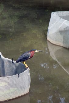Green Heron Royalty Free Stock Photo Green Heron Royalty Free Stock Photo