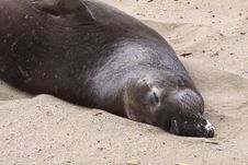 Seal, California Stock Photos