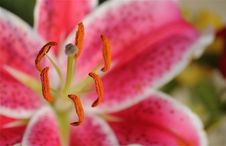 Day Lilly Royalty Free Stock Photography Day Lilly Royalty Free Stock Photography
