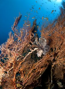 Lionfish In Gorgonian Sea Fan Stock Photography Lionfish In Gorgonian Sea Fan Stock Photography