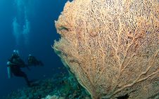 Gorgonian Sea Fan And Diver Royalty Free Stock Image Gorgonian Sea Fan And Diver Royalty Free Stock Image