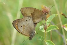 Mating Butterflies Stock Image