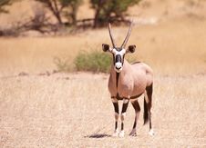 Single Gemsbok (Oryx Gazella) Stock Images