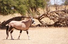 Single Gemsbok (Oryx Gazella) Royalty Free Stock Photos