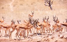 Large Herd Of Springbok (Antidorcas Marsupialis) Stock Photo