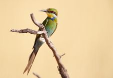 Swallow-tailed Bee-eater Royalty Free Stock Photography