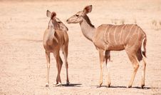 Group Of Kudu (Tragelaphus Strepsiceros) Stock Image