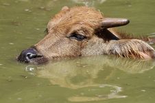Thai Baby Buffalo. Stock Photo