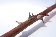 Thorns Royalty Free Stock Photos Thorns Royalty Free Stock Photos