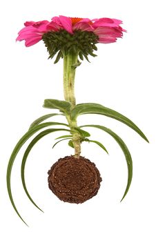 Pink Coneflower Stock Photo Pink Coneflower Stock Photo
