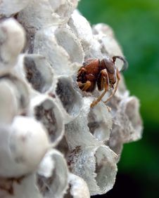 Wasp S Nest Stock Photo