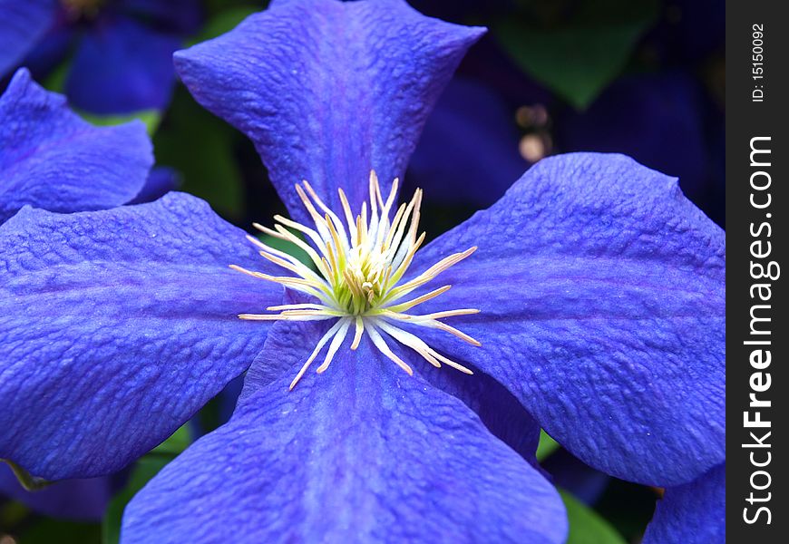 Clematis hybrid blue in the garden. Clematis hybrid blue in the garden