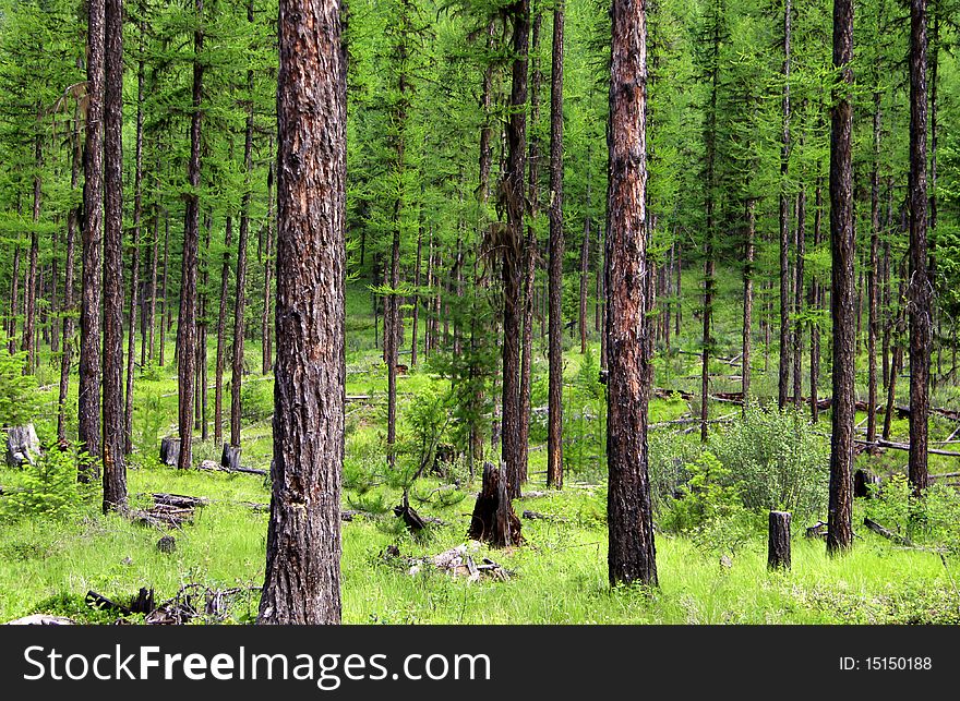 Lush green forest in the Glacier national park in summer time