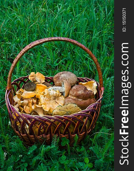 A photo of a basket full of mushrooms