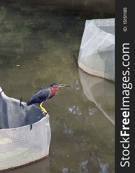 Green heron in lotus pond