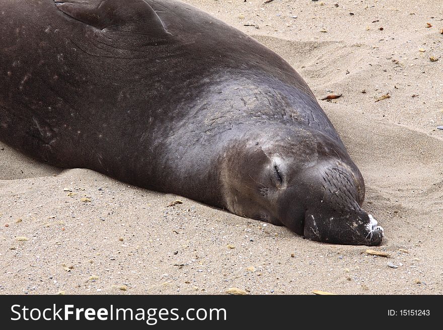 Seal, California