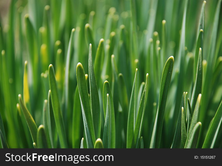 A glade of young green daffodils in macro. A glade of young green daffodils in macro