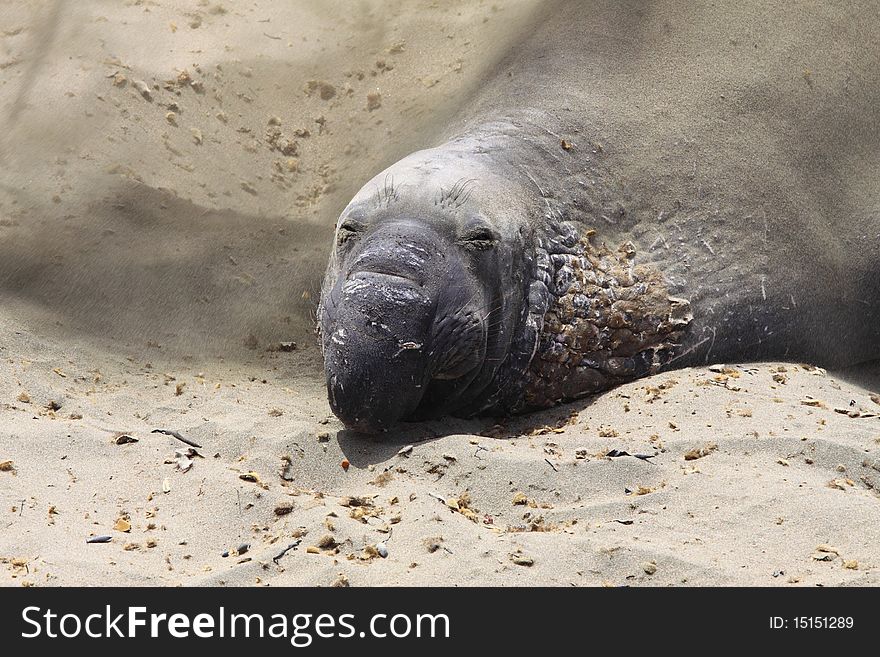 Seal highway 1 California beach