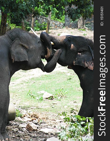 Thai elephant in the zoo