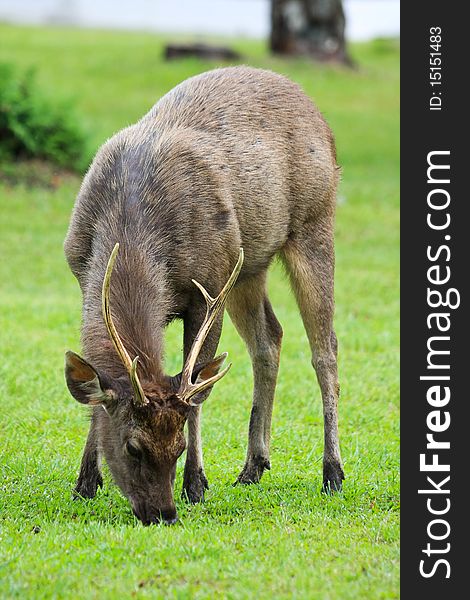 Deer on the green ground