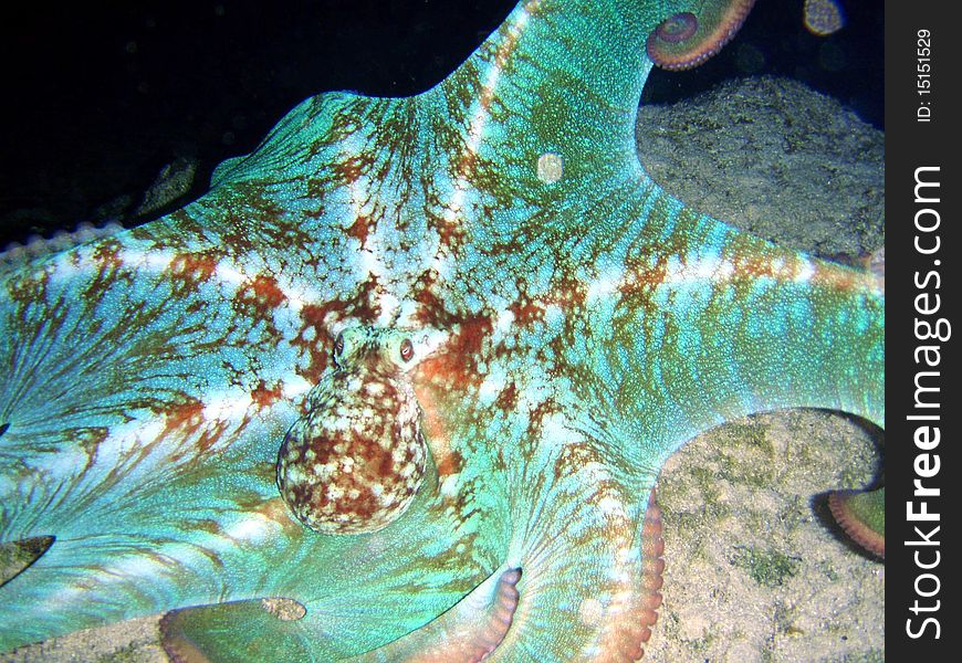 Octopus Night free diving, grand Cayman island. Octopus Night free diving, grand Cayman island