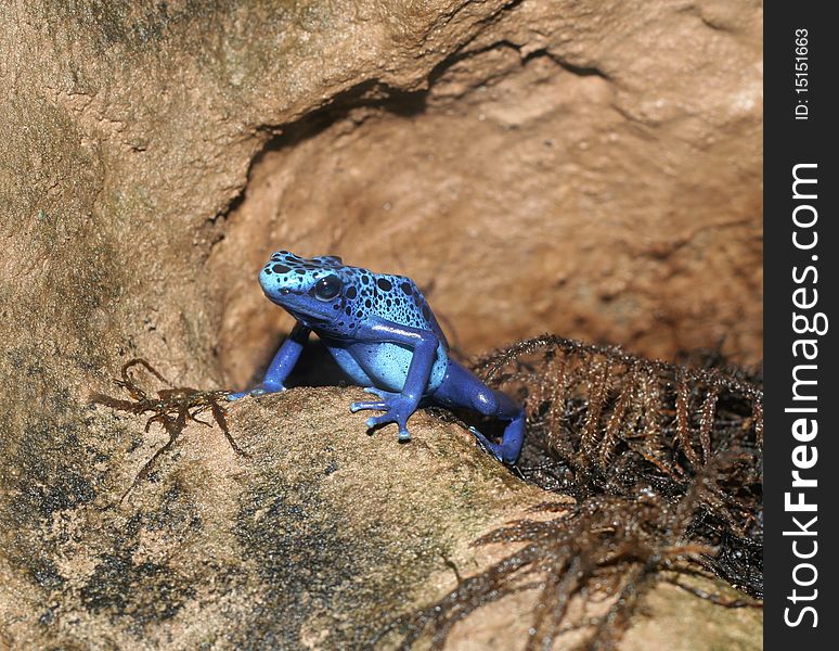 A Blue Poison Arrow Frog (Dendrobates azureus) sitting on rocks.