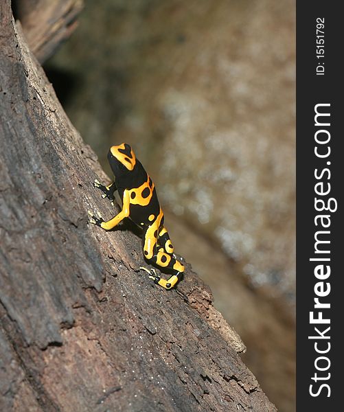 A Yellow-banded Poison Dart Frog (Dendrobates leucomelas) sitting on a log.